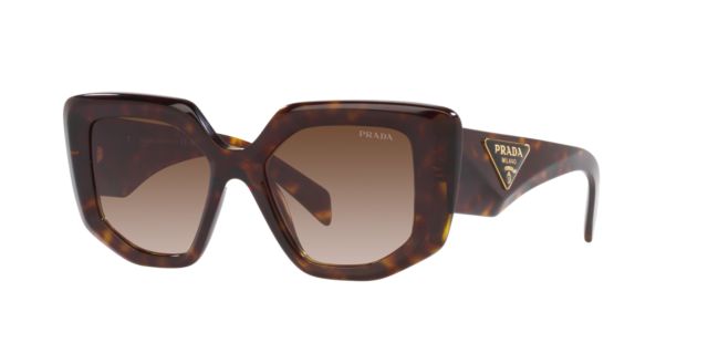 Tortoise/Brown Gradient