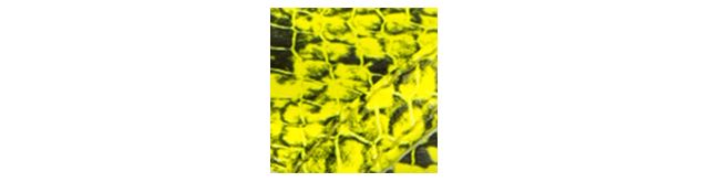 Highlighter Yellow Multi Snake