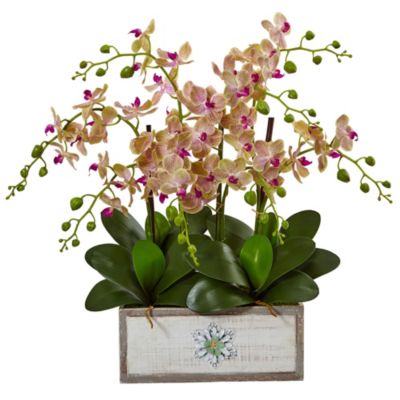 Phalaenopsis Orchid Arrangement in Decorative Wood Planter