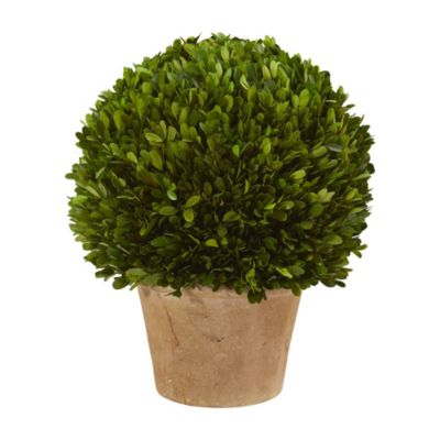 15-Inch Boxwood Ball Preserved Plant in Planter