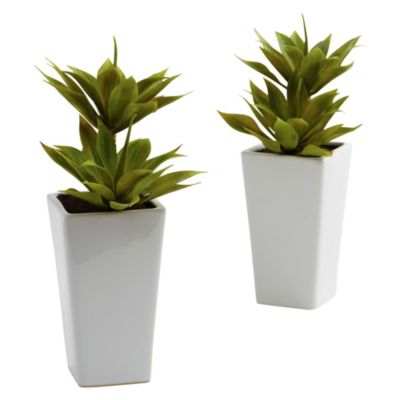 Double Mini Agave with Planter - Set of 2