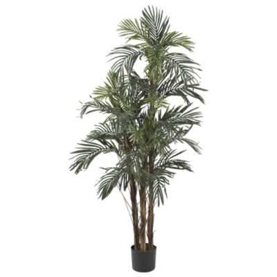 5-Foot Robellini Palm Silk Tree