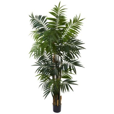 6' Bulb Areca Palm Tree