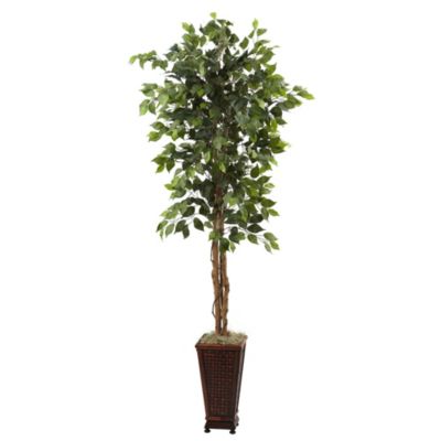 6.5 Foot Ficus with Decorative Planter