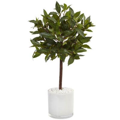2-Foot Sweet Bay Artificial Tree in White Glossy Cylinder