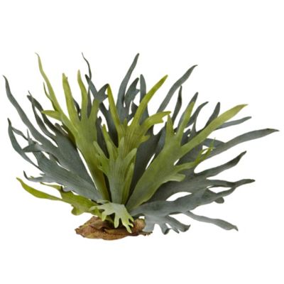 21-Inch Staghorn Fern (Set of 2)