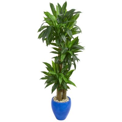 6-Foot Cornstalk Dracaena Artificial Plant in Blue Planter (Real Touch)