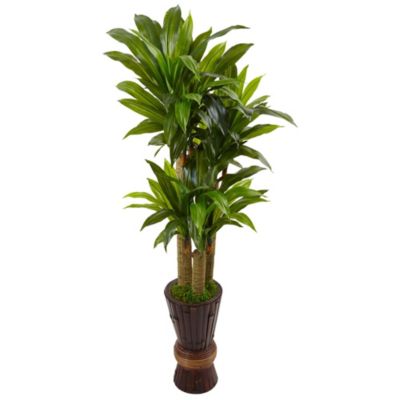 5-Foot Cornstalk Dracaena Plant in Wooden Planter