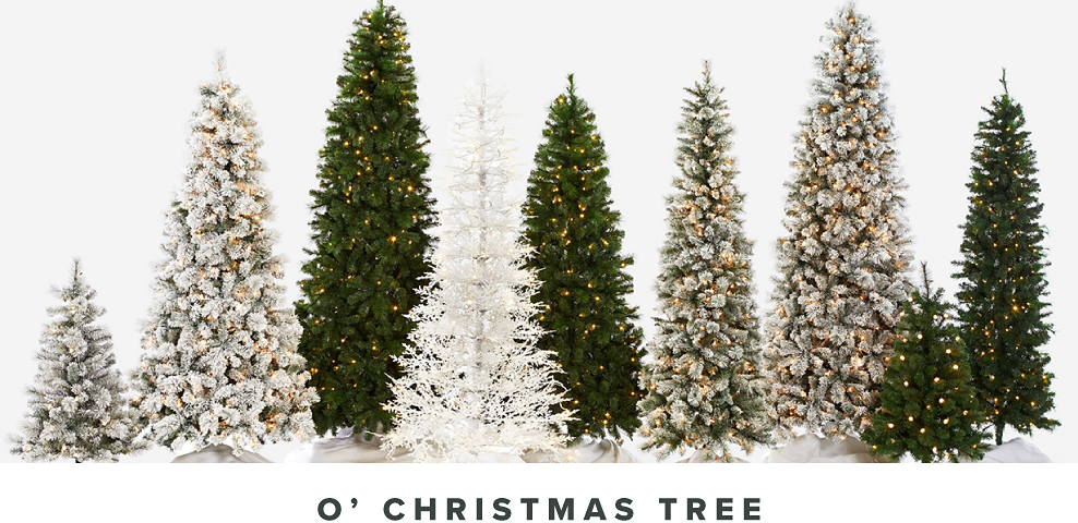 Image of Christmas trees. O' Christmas Tree.
