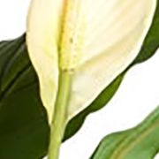 Artificial Peace Lily Real Touch Plant.