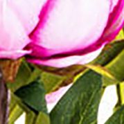 Cerise