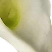 Calla Lily Liquid Illusion Silk Flower Arrangement