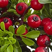 24 inch Berry Boxwood Wreath