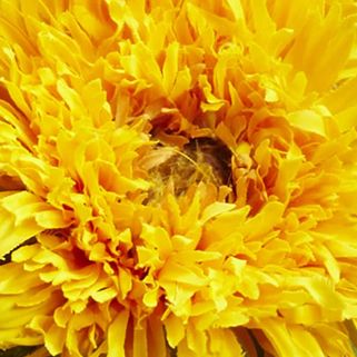 Golden Sunflower Arrangement