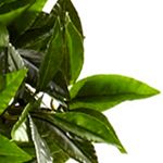 5-ft. Triple Bay Leaf Topiary UV Resistant (Indoor/Outdoor)