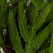 2 Foot Norfolk Island Pine Tree