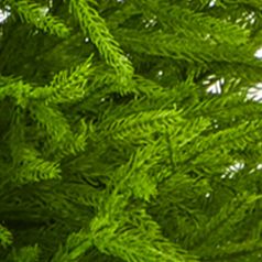 49 Inch Norfolk Island Pine Tree