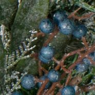 Mixed Pine and Blueberries Artificial Christmas Wreath -24-Inch  Unlit