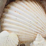 Sea Shell Decorative Sign