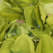 Green Hydrangea in Cubes