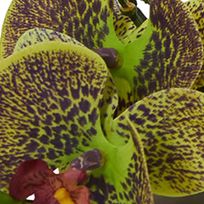 Phalaenopsis Orchid Artificial Arrangement, Set of 3