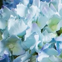 Short Stem Blue Hydrangea - Set of 3