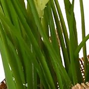 Daffodil in Burlap Pot