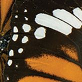 Impossibles Puzzle - Nature's Beauty... Butterflies: 1000 Pcs