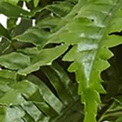 Boston Fern Hanging Basket