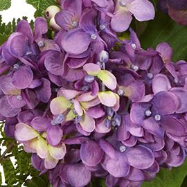 Hydrangea Berry Wreath