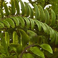 Mixed Fern Artificial Arrangement Candelabrum