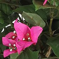 Bougainvillea Hanging Basket Silk Plant