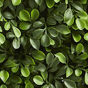 Boxwood Hedge Indoor/Outdoor