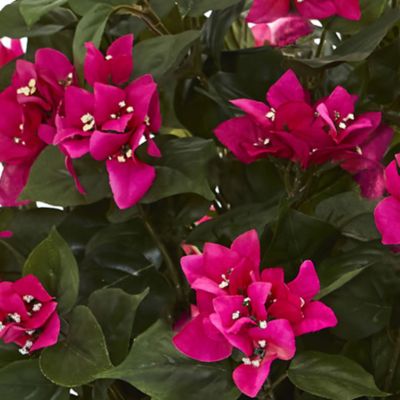 Bougainvillea Artificial Plant