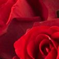 Rosebud With Cylinder Silk Flower Arrangement