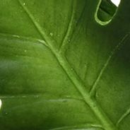Green Split Philo Leaf Bundle Set