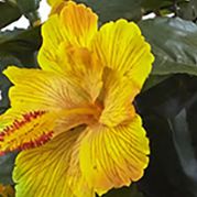 Hibiscus Hanging Basket