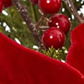 Poinsettia, Pine and Berries in Vase Artificial Arrangement