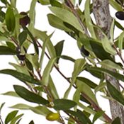 Olive Tree in Stone Planter