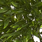 Ruscus Tree Indoor/Outdoor