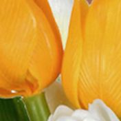 Cream Tulip Bundle - Set of 2