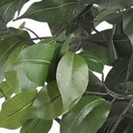 4-Foot Ficus Silk Tree