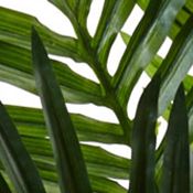 Kentia Palm Tree in Oval Planter