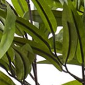 Bamboo Silk Tree with Planter