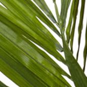 Kentia Palm Silk Tree