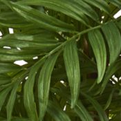 Parlour Palm Tree