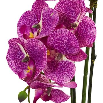 Speckled Phalaenopsis Orchid Artificial Arrangement