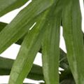 Areca Palm Silk Plant with Bamboo Vase