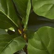 Fiddle Leaf Fig Tree