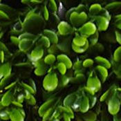 Boxwood Topiary Tree  Indoor/Outdoor